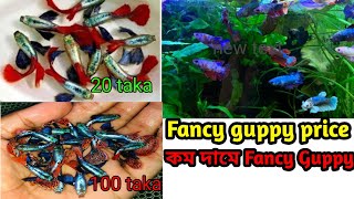 পাইকারি দামে fancy guppy ও Betta fish কিনুন । fancy guppy price in Bangladesh