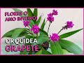 COMO CULTIVAR A ORQUÍDEA GRAPETE - SPATHOGLOTTIS? | Uma Orquídea que floresce o ano inteiro!