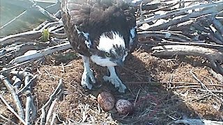 VIMS OspreyCam