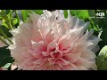 dahlia garden summer seattle 大丽花夏季盛开啦！