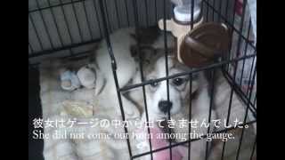 殺処分予定日に我が家にきた犬~Dog came to our house in euthanasia scheduled day.~