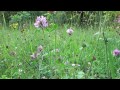 le trèfle rouge par les herbes aux soins