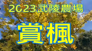 武陵農場賞楓一日遊-武陵賓館落羽松.桃花莊銀杏林2023/10/14