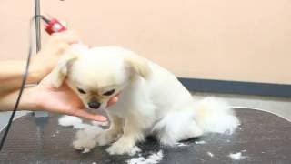 江東区　犬とネコの美容室　花　トリミング風景