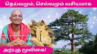 Deiva Sakthi Athikarikka | தெய்வமும், செல்வமும் வசியமாக அற்புத மூலிகை | குலதெய்வம்| Mooligai Vasiyam