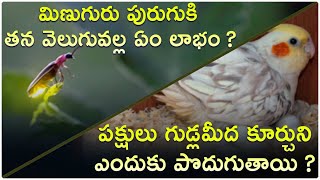 పక్షులు తమ గుడ్లను పొదగడానికి కారణం ఏమిటి ???? (Epi -29) of సైన్సు నాలెడ్జి in Gora Science World