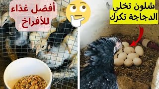 طرق تكريك الدجاج بسهولة🐔 | أفضل غذاء للأفراخ  🐥 والدجاج البياض🥚