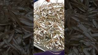 পদ্মার তরতাজা কাচকি মাছ । Padma River Fresh Fish। #shorts #youtubeshorts #viralvideo