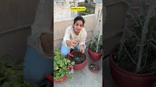 Grow Ginger in May | गमले में अदरक #shorts