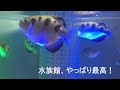 東京タワー水族館 東京の水族館完全制覇編