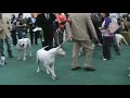 world dog show 2009 bratislava dogo argentino