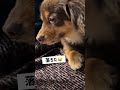 ママのスカートに愛犬の鼻水がぁー！