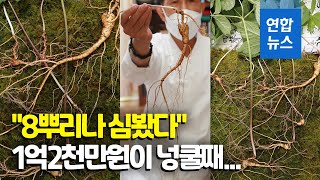 지리산서 100년 넘은 천종산삼 발견…감정가 얼마?/ 연합뉴스 (Yonhapnews)