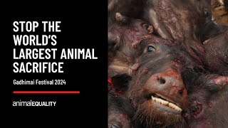 2024 Gadhimai Festival: Animal Equality exposes the world's largest animal sacrifice