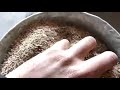 Cumin seeds video.mp4