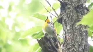 ムビる03950 キビタキの鳴き声 kibitaki