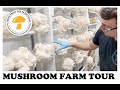 Fresh from the Farm Fungi: Mushroom Farm Tour 2021