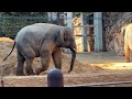 どっから持ってきたの？アルンくん【‎2024年‎12月27日】【上野動物園】アジアゾウ