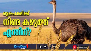 ഒട്ടകപക്ഷിക്ക് നീണ്ട കഴുത്ത് എന്തിന്? | #ostrich | OneDay1 News