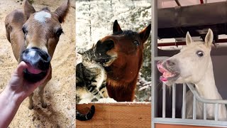 Funny and Cute Horse Videos pt. 4