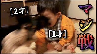 赤ちゃんと犬のガチバトルの様子【平和な世界】