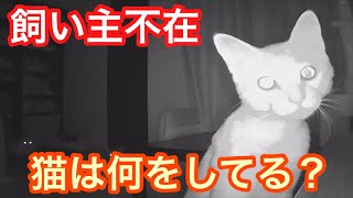 飼い主がいない時、猫は何をしているのか隠しカメラで見てみた