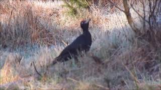 Black woodpecker Datel černý