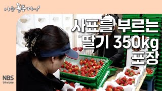 [나는농부다 299회] 사표를 부르는 딸기 350kg 포장