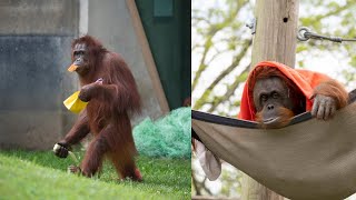 Meet Dumplin at 50: The Orangutan Who’s Stealing Hearts and Tying Knots!