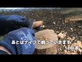 ファットウッド採取　赤松の節をハスクバーナ手斧で削り出してみたら・・・