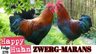 Zwerg Marans-Hühner im Portrait - Züchterin Karin im Interview - HAPPY HUHN E278 - French Marans