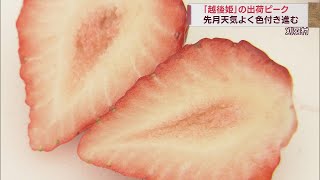 みずみずしく香りは甘く 春の味覚 今が旬のイチゴ「越後姫」出荷最盛期　スーパーJにいがた4月6日OA