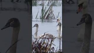 White/brown swan