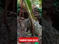 CEK JERAT LANDAK #mamahkembar #yatnopoah #shorts #berburu #trap #landak