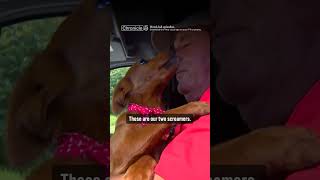 Celebrating the dogs who got a second chance