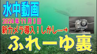 水中動画（2024年11月3日）in　ふれーゆ裏