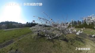 【空撮／桜】多賀城政庁跡-宮城県多賀城市 (Tagajo mark, Tagajo-city, Miyagi-pref. Japan)