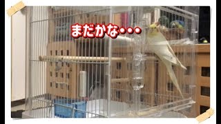 今日の出してアピール！お留守番、帰宅直後の反応！?オカメインコ