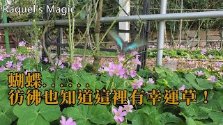 遇見幸運草 23चार मुखी तिपतिया超級大紫花幸運草four-leaf clover Raquel’s Magic 四葉草 幸運草 酢漿草