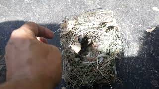 How to identify  a House Sparrow nest