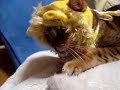 百獣の王ライオンになったベンガル猫♪ bengal cat who became a king of monsters a lion