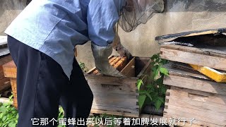 秋季蜜蜂繁殖开始忙起来了，浅谈几点活框箱养蜂的管理小操作