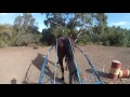 driving sid solo first time driving my standardbred on my own.