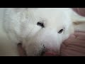 【秋田犬げんき】ぐっすり眠りすぎて飼い主に心配される【akita dog】