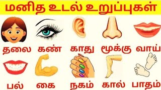 மனித உடல் உறுப்புகள் | Parts of the Human Body for kids