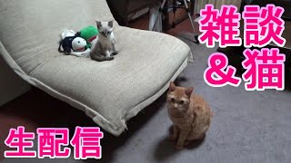 【雑談\u0026猫】肉の日前夜祭！パペットマペットのカウントダウン雑談生配信【LIVE】