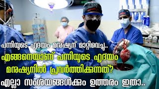 എങ്ങനെയാണ് പന്നിയുടെ ഹൃദയം മനുഷ്യനിൽ പ്രവർത്തിക്കുന്നത്? Pig heart transplanted to human, malayalam