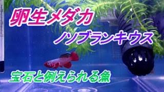 ノソブラウンキニス・ルブリピニス（卵生メダカ）水槽立ち上げ、Tetoraお魚飼育セット紹介