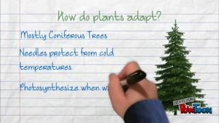 Taiga - Plant and Animal Adaptations