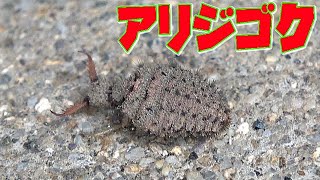 アリジゴク（ウスバカゲロウ幼虫）を捕獲して観察したよ！